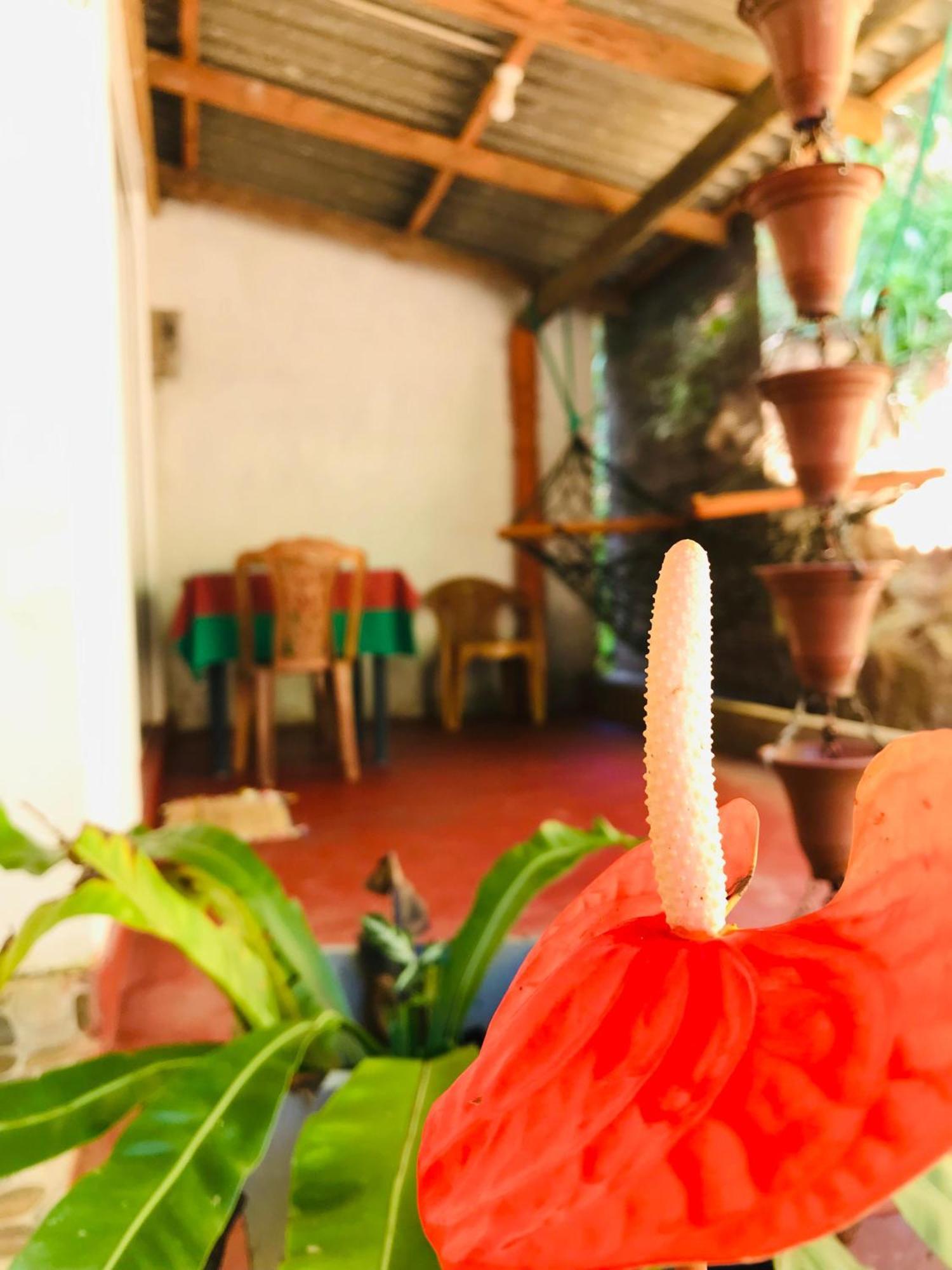 Ella Jungle Inn Homestay And Tree House Exteriér fotografie