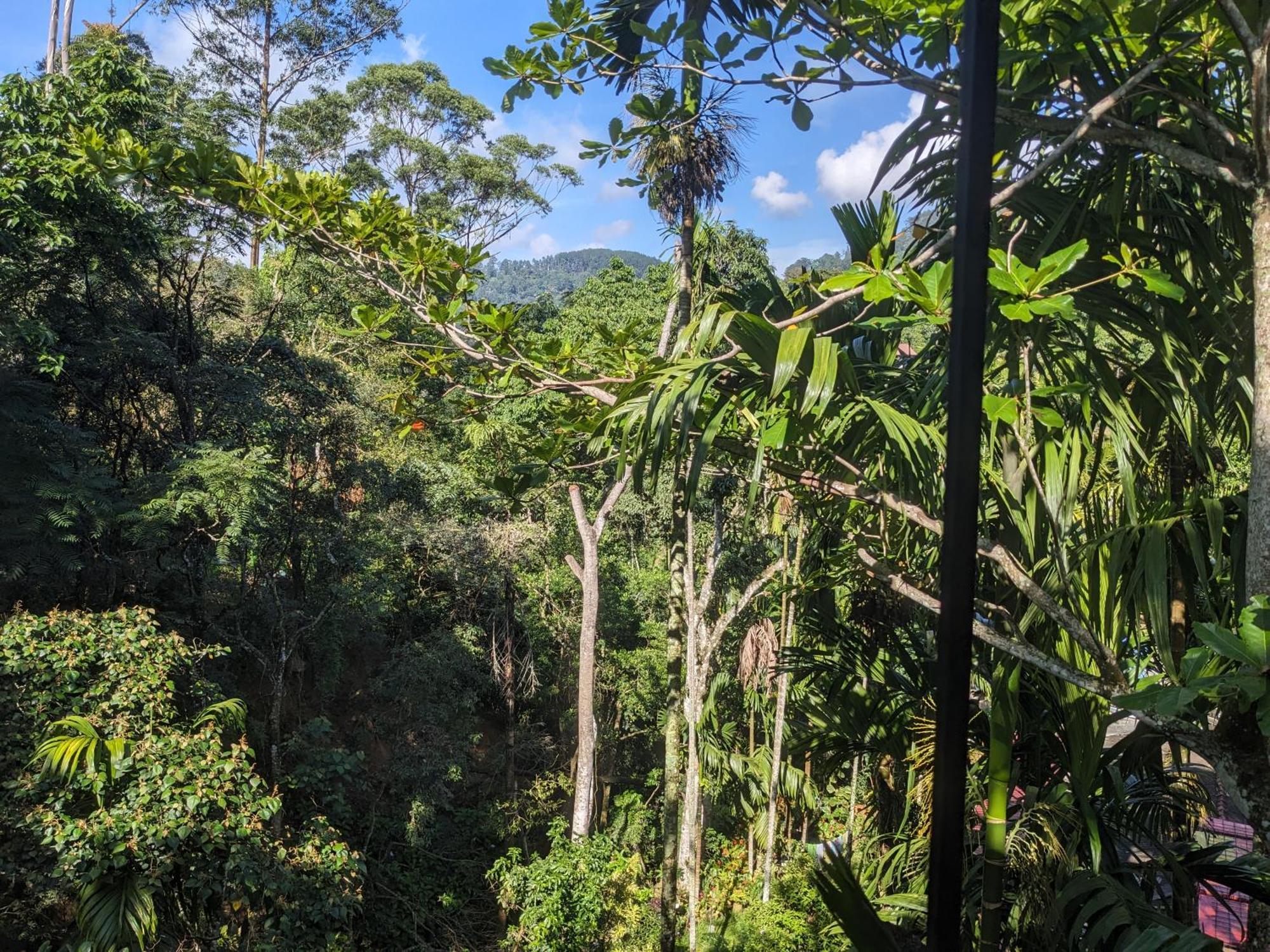 Ella Jungle Inn Homestay And Tree House Exteriér fotografie