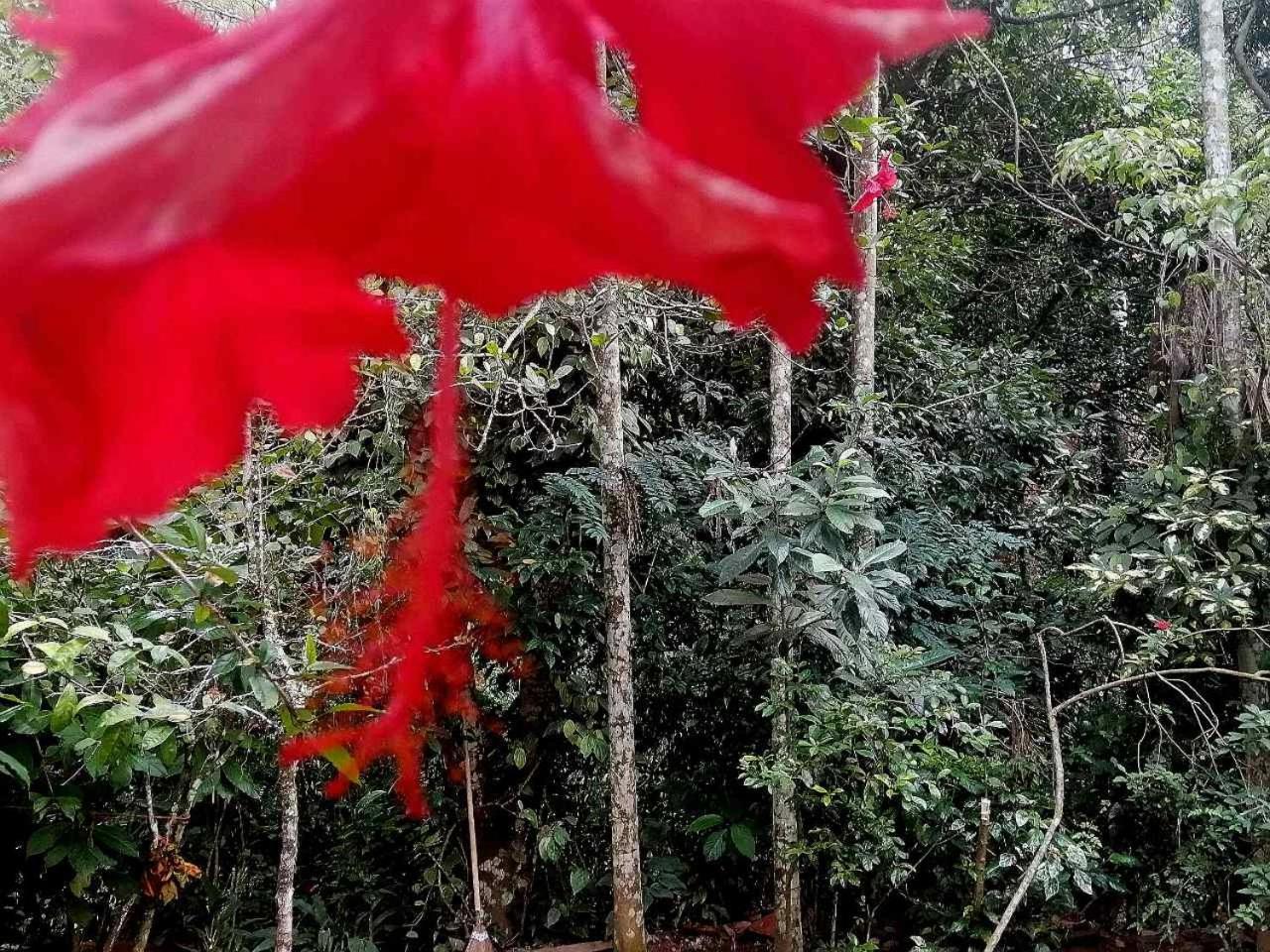 Ella Jungle Inn Homestay And Tree House Exteriér fotografie
