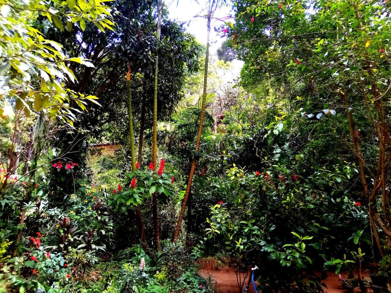 Ella Jungle Inn Homestay And Tree House Exteriér fotografie