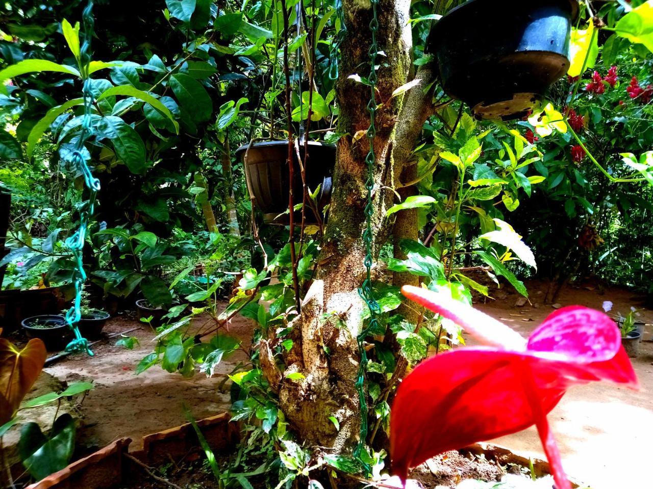 Ella Jungle Inn Homestay And Tree House Exteriér fotografie